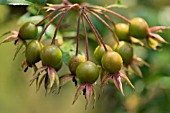 ROSA LONGICUSPIS BERTOL