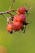 ROSA GLAUCA