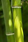 PHYLLOSTACHYS PARVIFOLIA