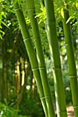PHYLLOSTACHYS PARVIFOLIA