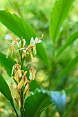 HEDYCHIUM COCCINEUM