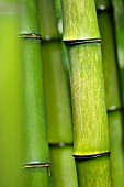 PHYLLOSTACHYS PROMINENS