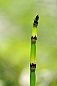 EQUISETUM HYEMALE