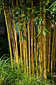 PHYLLOSTACHYS AUREOSULCATA AUREOCAULIS