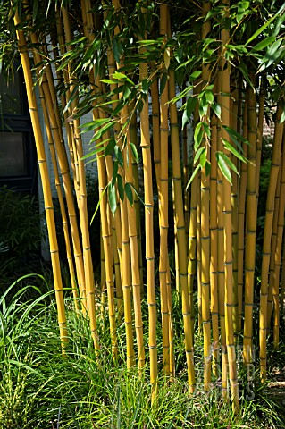 PHYLLOSTACHYS_AUREOSULCATA_AUREOCAULIS