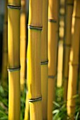 PHYLLOSTACHYS AUREOSULCATA AUREOCAULIS