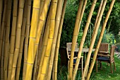 PHYLLOSTACHYS VIVAX F. AUREOCAULIS