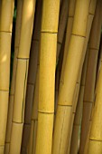 PHYLLOSTACHYS VIVAX AUREOCAULIS