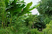 JUNGLE GARDEN WITH EXOTIC GREEN PLANTS