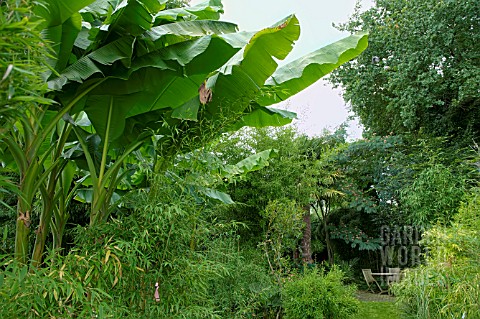 JUNGLE_GARDEN_WITH_EXOTIC_GREEN_PLANTS