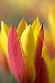 TULIPA CLUSIANA VAR. CHRYSANTHA TUBERGENS GEM