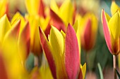 TULIPA CLUSIANA VAR. CHRYSANTHA TUBERGENS GEM