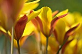 TULIPA CLUSIANA VAR. CHRYSANTHA