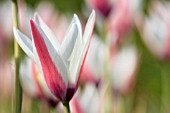 TULIPA CLUSIANA