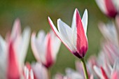 TULIPA CLUSIANA