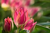 TULIPA HAGERI RED CUP