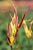 TULIPA ACUMINATA