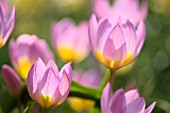 TULIPA BAKERI LILAC WONDER