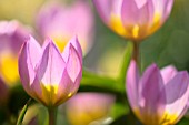 TULIPA BAKERI LILAC WONDER