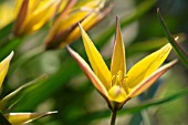 TULIPA URUMIENSIS