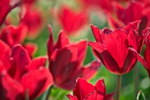 TULIPA KOH-I-NOOR