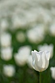 TULIPA VICTORIA