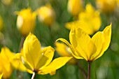 TULIPA SYLVESTRIS