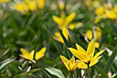 TULIPA URUMIENSIS