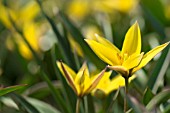 TULIPA URUMIENSIS