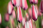 TULIPA CLUSIANA PEPPERMINT STICK