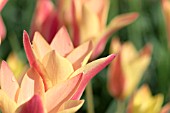 TULIPA CLUSIANA SHEILA