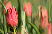 TULIPA HAGERI RED