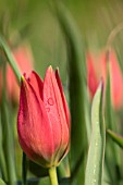 TULIPA HAGERI RED