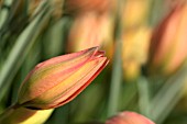 TULIPA HAGERI PICCOLO