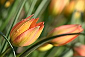 TULIPA HAGERI PICCOLO