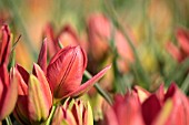 TULIPA HAGERI SPLENDENS