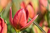 TULIPA HAGERI SPENDENS