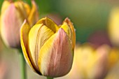 TULIPA ALCIDA