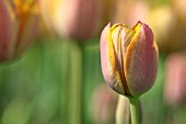 TULIPA ALCIDA