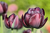 TULIPA BLACK HERO