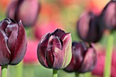 TULIPA BLACK HERO