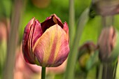 TULIPA BRONZE QUEEN