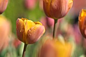 TULIPA CHERBOURG