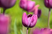 TULIPA CORINNA