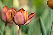 TULIPA FEU ARDENT