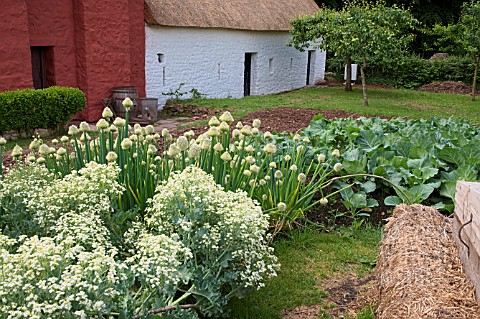 COTTAGE_VEGETABLE_GARDEN_WITH_CABBAGE_ONIONS_ST_FAGANS_NATIONAL_HISTORY_MUSEUM