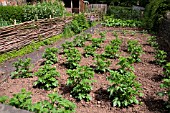 VEGETABLE GARDEN, WITH POTATO PLANTS. ST FAGANS NATIONAL HISTORY MUSEUM