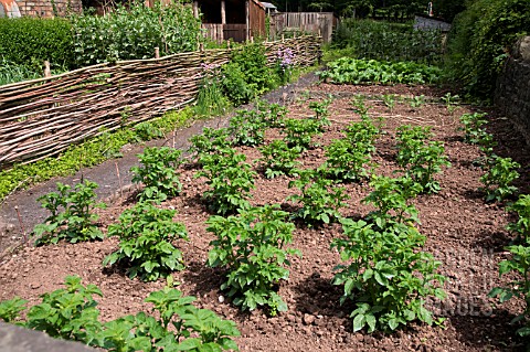 VEGETABLE_GARDEN_WITH_POTATO_PLANTS_ST_FAGANS_NATIONAL_HISTORY_MUSEUM