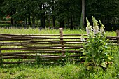 NATURAL FENCE OF BRANCHES, DIGITALIS PURPUREA