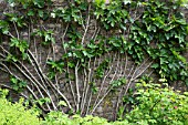 ESPALIER FIG TREE ON A GARDEN WALL